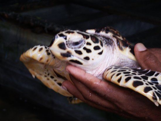 Kosgoda Sea Turtle Conservation Project